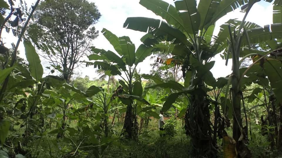 Happy Homestay Buon Ma Thuot Eksteriør billede